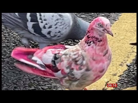 Mystery pink pigeon baffles locals in Bury town centre (UK) - 17/Sep/2023