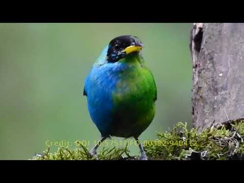 Extremely rare half-female, half-male Green Honeycreeper