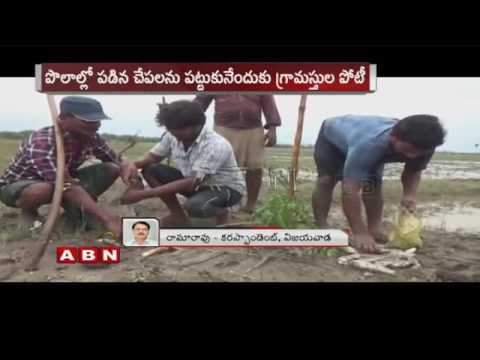 Fish Rain Thrills AP Village Krishna District 19 06 2015 ABN Telugu