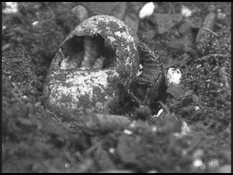 Burying beetle exploiting a snake egg