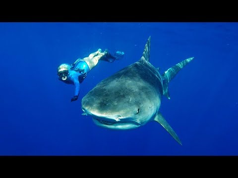 Top 10 Misconceptions About Nature s Efficient Killers  Sharks - 49