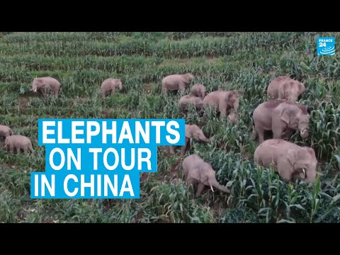 Elephants on tour in China guzzle crops and wreak havoc