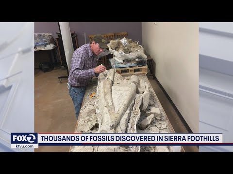Major trove of prehistoric fossils discovered in California