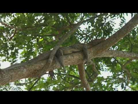 Crocodiles Can Climb Trees: Researchers In Climbing Study Observed