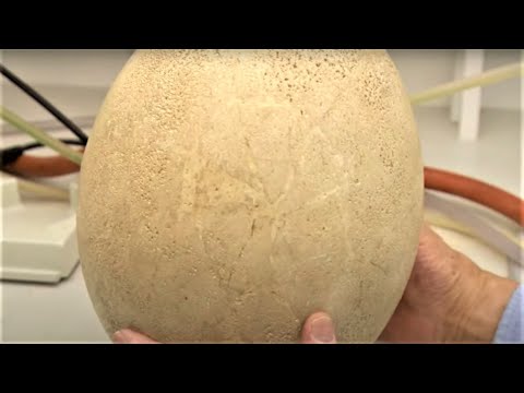 Best Of Attenborough And The Giant Egg | BBC Earth