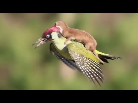 Weasel rides woodpecker; Internet goes crazy