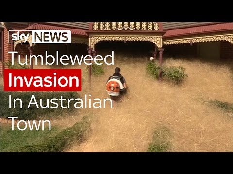 &#039;Hairy Panic&#039; Tumbleweed Swamps Oz Town