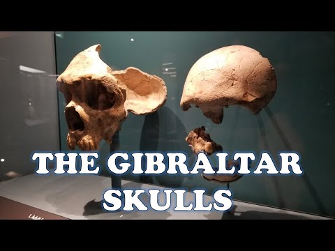 The Famous Neanderthal Skulls |The Gibraltar Skulls