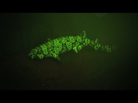 The Neon Green Swell Shark