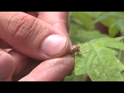 Researchers find that when plants talk, insects listen | REUTERS