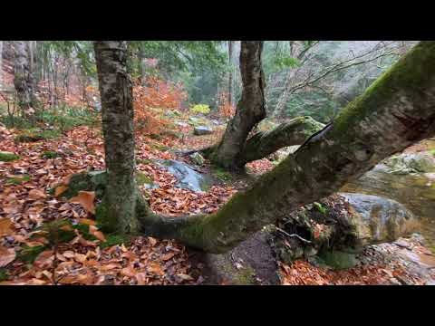 Green Mountain National Forest, Vermont