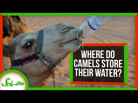 Where Do Camels Store Their Water?