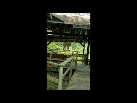 Monkey Attack!!! Silver Springs State Park Florida