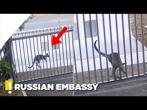 Kangaroo Trying To Get into Russian Embassy in Australia