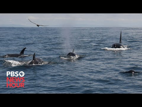 Group of orcas attack and sink vessels off Iberian Peninsula