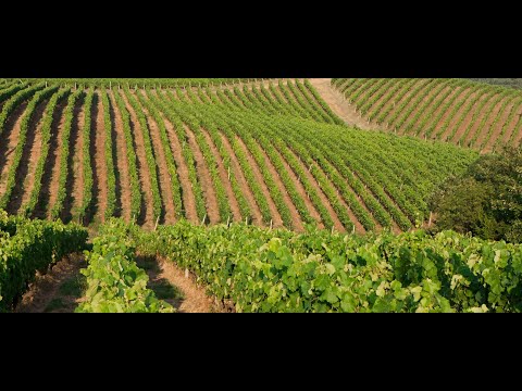 History Food Channel TV presents &#039;FOOD in ART&#039;: GREEK WINE