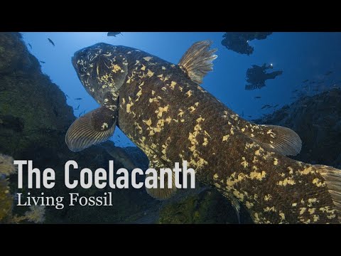Coelacanths, Living Fossils of the Sea