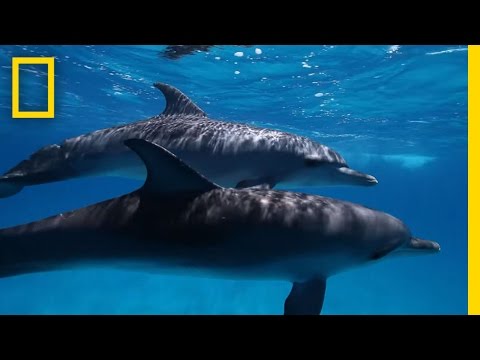 Here&#039;s What We Know About Dolphin Intelligence | National Geographic