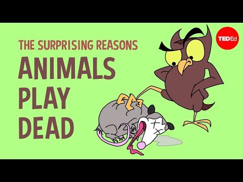 The surprising reasons animals play dead - Tierney Thys