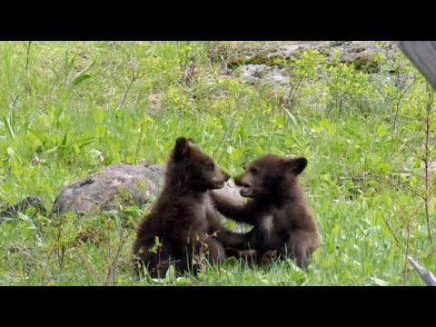 Nature: Bear cubs
