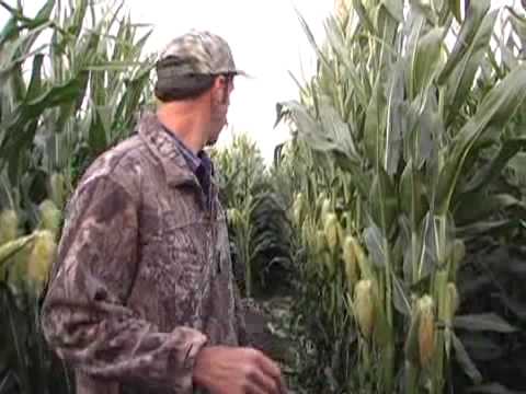 Lost in the Corn Maze