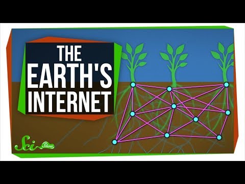 The Earth&#039;s Internet: How Fungi Help Plants Communicate