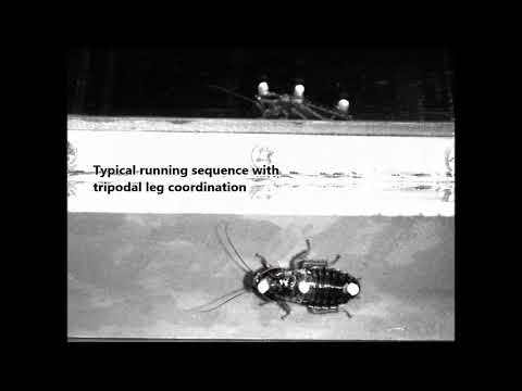 Speed dependent phase shifts and gait changes in cockroaches running on substrates of different