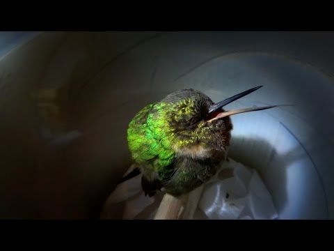 Snoring hummingbird - Super Cute Animals - BBC