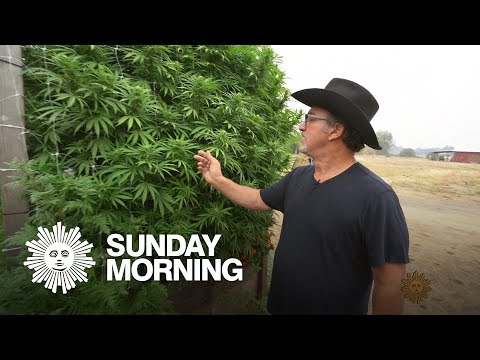 Jim Belushi, cannabis farmer