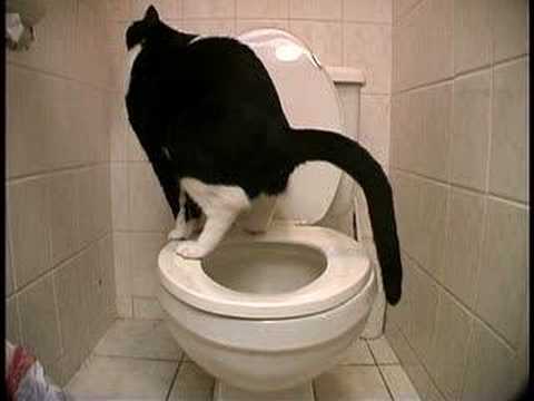 Toilet Trained Cat Doing Number 2