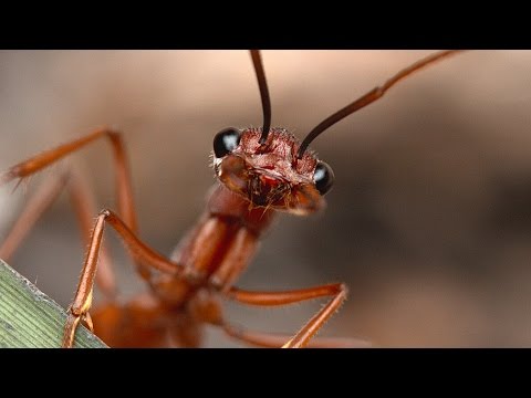 Bull Ants | The Giants of the Undergrowth