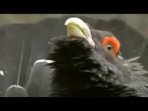 Top 10 Memorable Attenborough Moments   2020 - 83