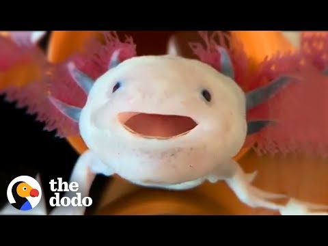 Axolotls Have The Cutest Yawns | The Dodo