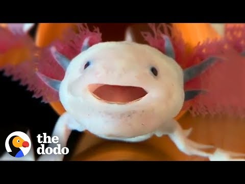 Top 10 Species that Shouldn t Exist - 61