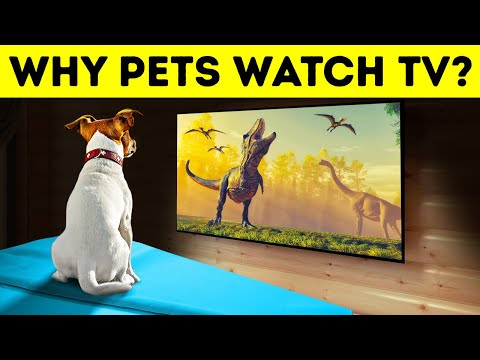 Do Dogs and Cats Really Watch TV