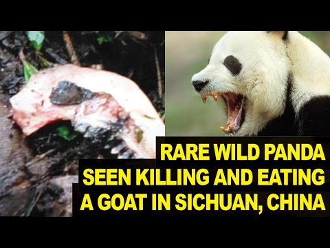 Rare Wild Panda Seen Eating GOAT In China