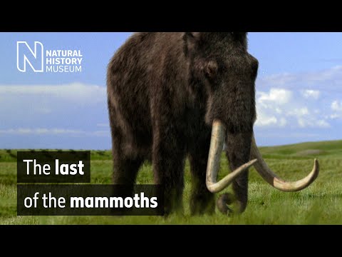 The last of the mammoths | Natural History Museum