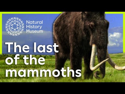 The last of the mammoths | Natural History Museum