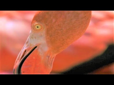 West Indian Flamingos Make Shrimp Soup | Wild Caribbean | BBC Earth