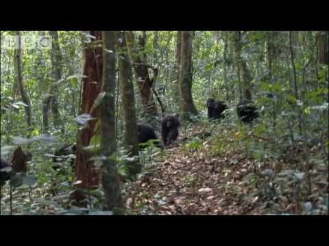 Violent chimpanzee attack - Planet Earth - BBC wildlife