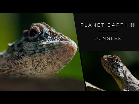 Draco lizard soars like a dragon - Planet Earth II: Jungles - BBC