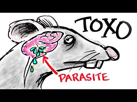 Toxoplasma - The Parasite That Turns FEAR Into DESIRE