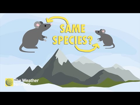 Size of Mysterious Mouse Species Depends on The Local Weather