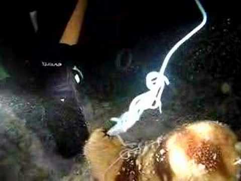 Sea Cucumber expelling its intestines