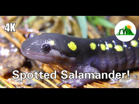Spotted Salamanders: Everything You Need To Know! ~ 4k