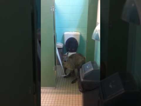 Kangaroo in toilet cubicle - unrolling and eating the toilet paper