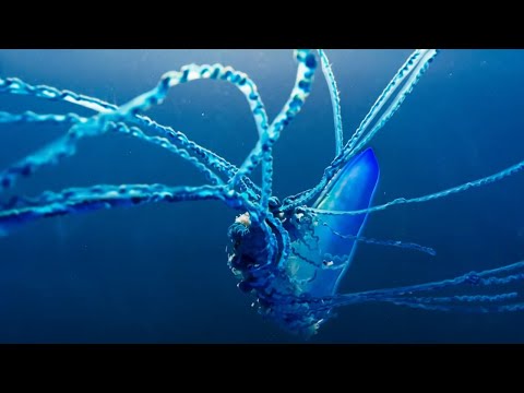 The Deadly Portuguese Man O&#039; War | Blue Planet II | BBC Earth