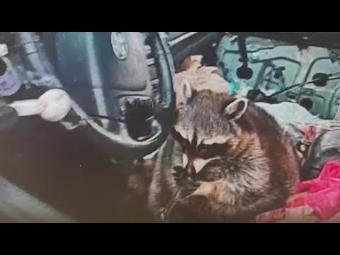 Police find raccoon with meth pipe in its mouth during arrest