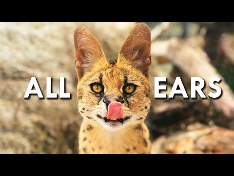 Servals Are Like 90% Ears