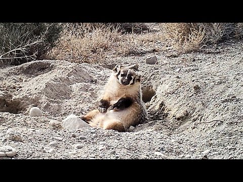 Watch a Badger Bury a Cow